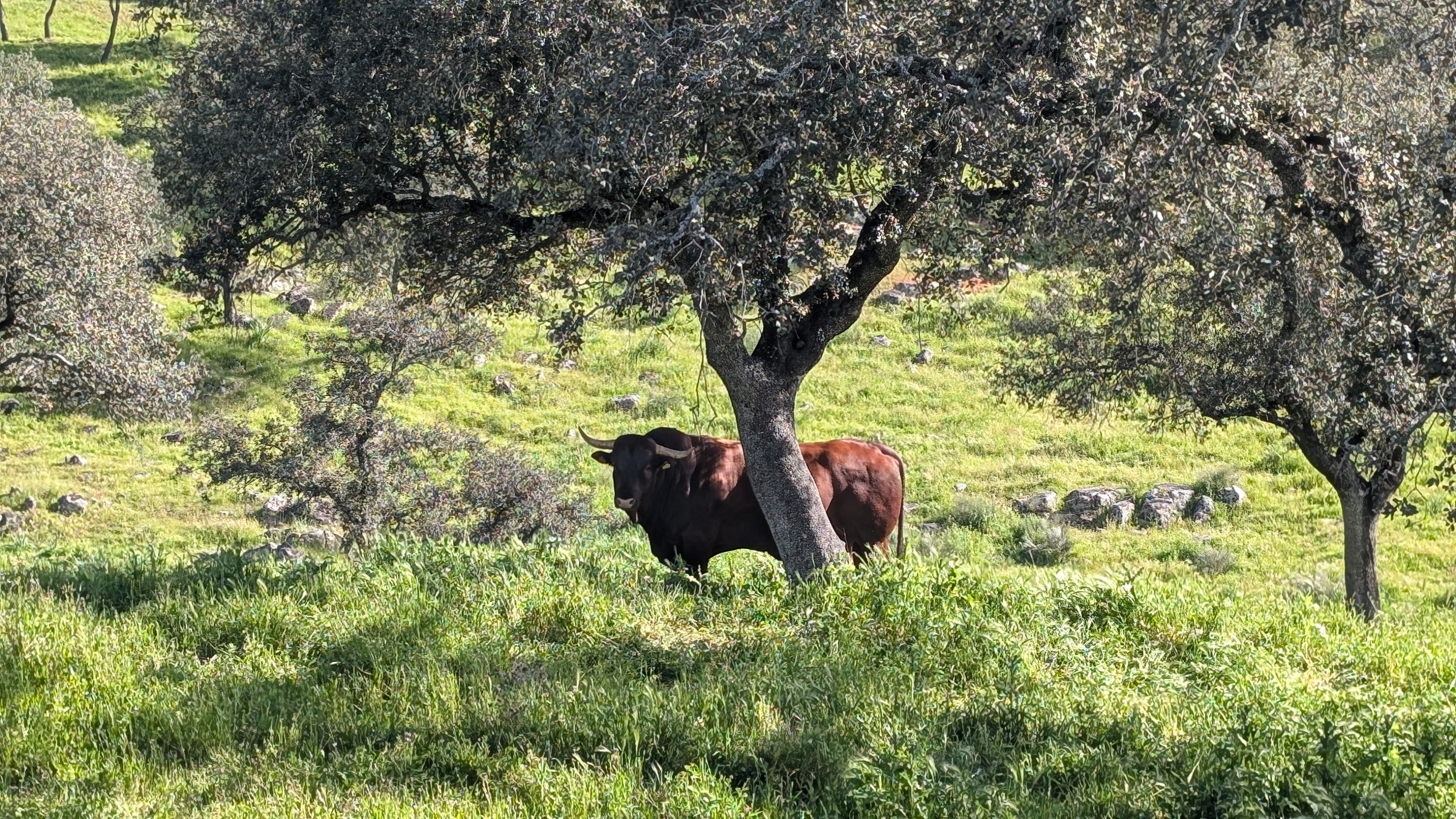 Kampfstier unter einer Steineiche in der Dehesa